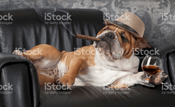 funny istock photo dog